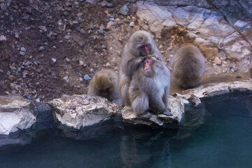 Obraz premium A Japanese snow monkey or Macaque with hot spring On-sen in Jigokudani Monkey Park, Shimotakai District, Nagano , Japan. 