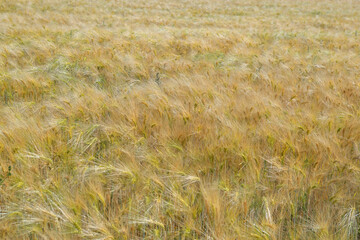background textured of golden cereal growing in a field