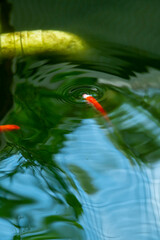 Koi in the pond caused ripples