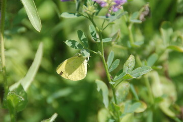 Fototapeta na wymiar yellow butterfly 