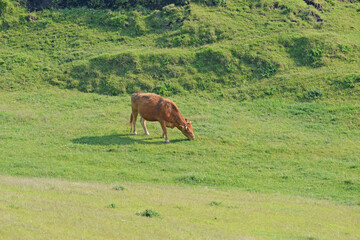牛と馬と草原　熊本県阿蘇