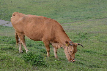 牛と馬と草原　熊本県阿蘇