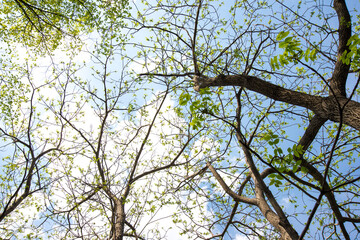 intertwined trees branches with many small young leaves on blue sky with white clouds