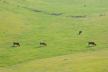 牛と馬と草原　熊本県阿蘇