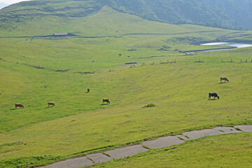 Fototapeta na wymiar 牛と馬と草原　熊本県阿蘇