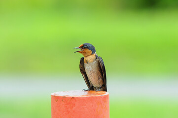 Swallow bird. (Hirundo rustica) on green nature background.