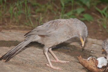 black crowned night heron