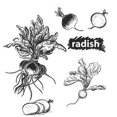 Detailed hand drawn black and white, color illustration set of radish. sketch. Vector. Elements in graphic style label, card, sticker, menu, package.