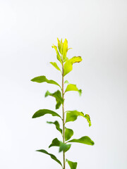 Fototapeta premium blue flower