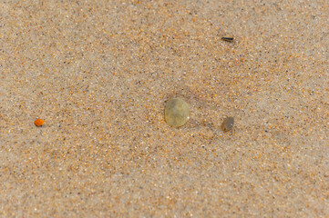 Beach Pebble in the Water