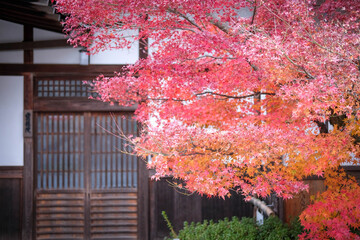 Autumn leaves in Japan.
