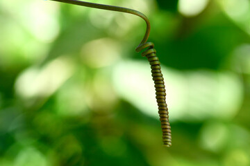 Small vine
