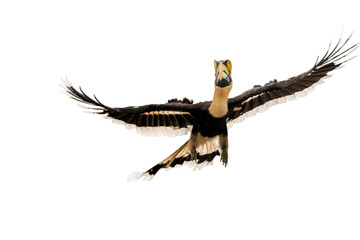 The Great Hornbill on white background.