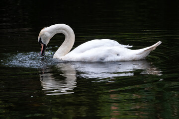 A graceful white swan swimming on a lake with dark green water. The white swan is reflected in the water