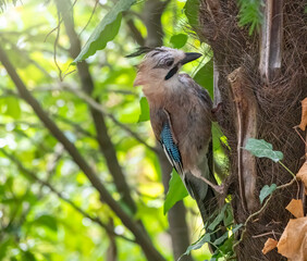 Blue jay on palm tree trunk looking for food in tropical forest.
