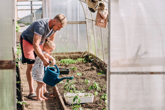 Blond-haired man and little girl work in the garden. Father and daughter watering a watering can in a greenhouse. Gardening and agriculture. Growing vegetables.