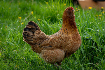 Chicken 