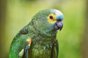 Blue Fronted Amazon Parrot