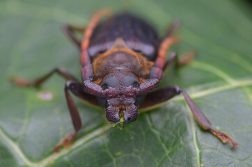 longhorn beetle from Borneo - Neosarmydus costipennis