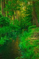 potok wśród zieleni © Henryk Niestrój