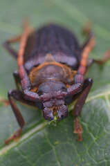 longhorn beetle from Borneo - Neosarmydus costipennis