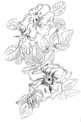 graphic black and white linear drawing of rosehip branch with flowers and leaves