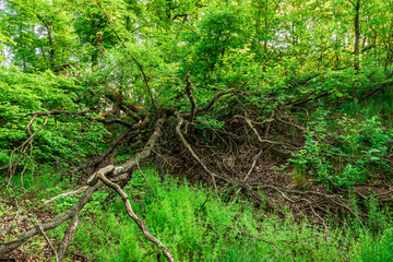 leśna gęstwina i połamane drzewa © Henryk Niestrój