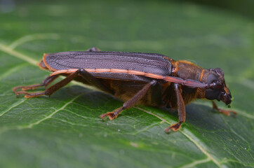 longhorn beetle from Borneo - Neosarmydus costipennis