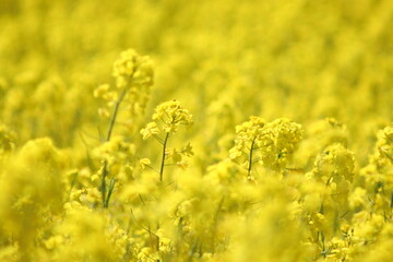 満開の黄色い菜の花