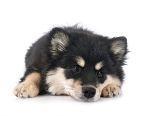  puppy Finnish Lapphund in studio