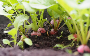 Agricultural vegetable vegetable background.Spring first natural radish grows on a bed in the ground.