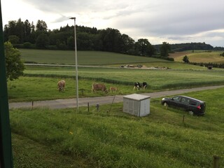 golf course in the morning