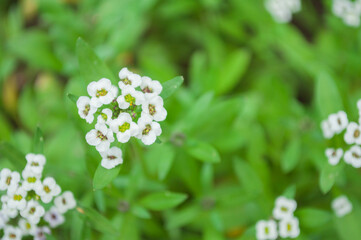 flowers in the garden