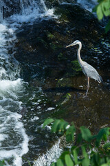 Great blue heron wading in Broad Brook, Connecticut.