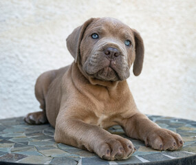 puppy cane corso