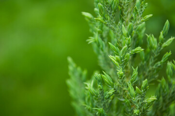 green grass background