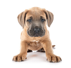 Obraz premium puppy cane corso