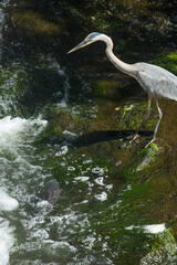 Great blue heron and carp in Broad Brook, Connecticut.
