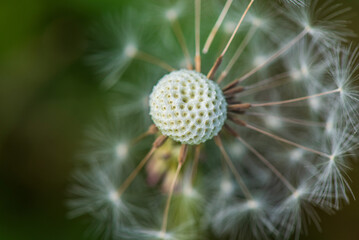 Naklejka na ściany i meble Closeup dandelion photographed in summer on a field.