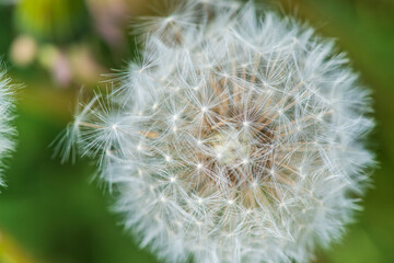Fototapeta premium Closeup dandelion photographed in summer on a field.