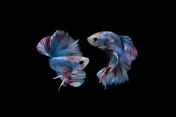 Fototapeta premium Two dancing Blue marble grizzle halfmoon betta fish siamese isolated on black color background
