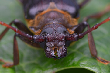 longhorn beetle from Borneo - Neosarmydus costipennis
