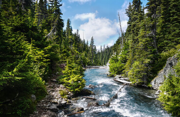 A mountain river flows in a coniferous forest. Rocky path along the river. Trail leads to Garibaldi Lake in Canada on a bright sunny day