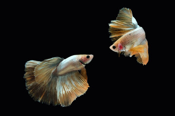 Two dancing golden halfmoon rosetail marble grizzle betta siamese fighting fish isolated on black color background