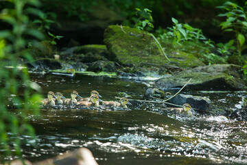 Baby mallard ducklings feeding and swimming in Broad Brook, Connecticut.
