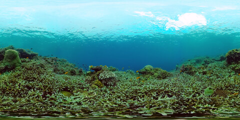 360VR: Beautiful underwater world with coral reef and tropical fishes. Panglao, Philippines. Travel vacation concept