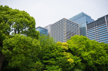 Obraz na płótnie Canvas 東京の新緑の中に立つオフィスビル