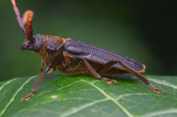 longhorn beetle from Borneo - Neosarmydus costipennis