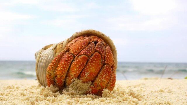 Orange hermit crab hiding in shell then crawls away