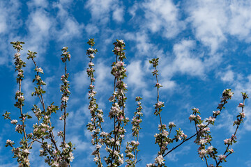 Beautiful white and pink flowers on vertical branches of apple tree against blue sky. Close-up. Selective focus. Nature concept for design. There is place for your text.